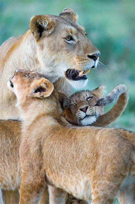 Close Up Of A Lioness And Her Two Cubs Photograph By Panoramic Images