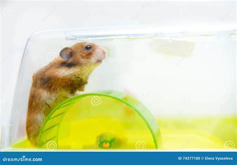 Funny Ginger Hamster In His Cage Stock Photo Image Of Play Mammal