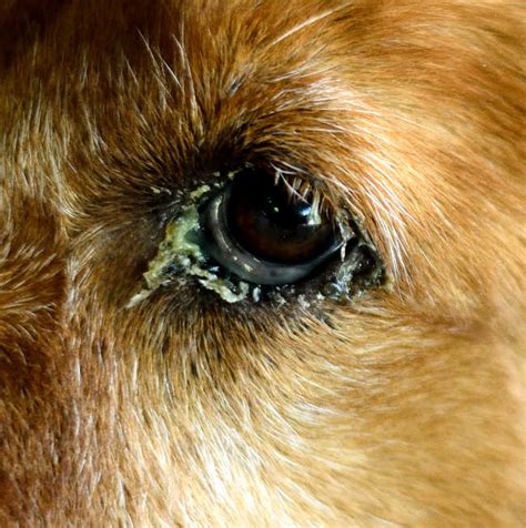 How To Treat Dog Eye Infections At Home According To A Vet