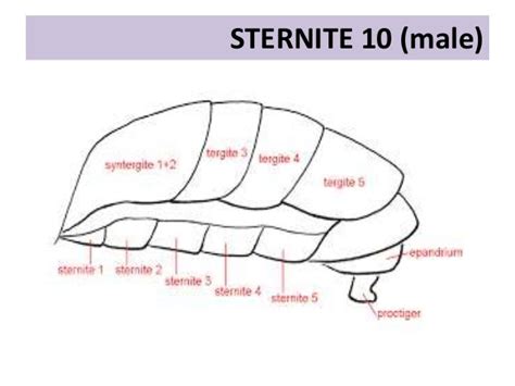 Insect Sternites And Pleurites