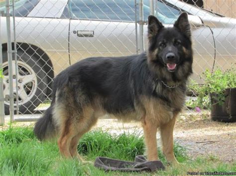 If you like what you see, be sure to inquire us today! AKC German Shepherds for Sale in Cullman, Alabama ...