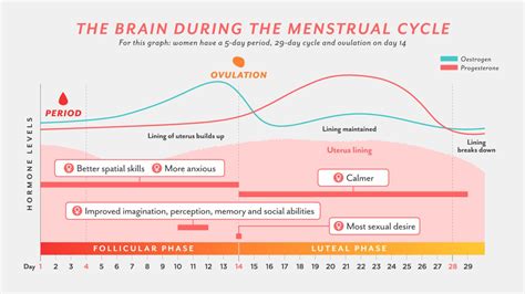 menstrual cycle hormones flow chart
