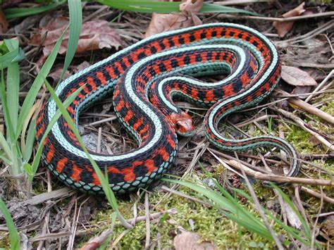 California Red Sided Garter Snake Thamnophis Sirtalis Infernalis