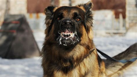 20 Most Dangerous Dogs And Breeds That Are Known For Aggression