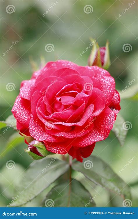 Close Up Rose Flower Stock Photo Image Of Natural Green 37993994