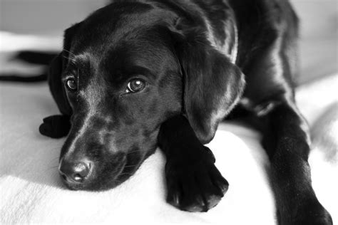 Justine Gordon Photography Puppy Dog Eyes