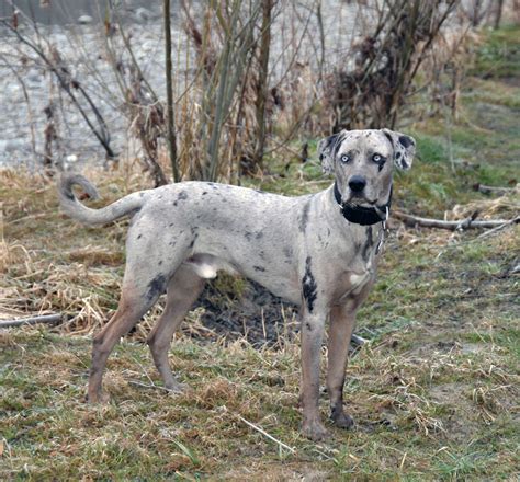 Shop catahoula leopard dog calendars from cafepress. Louisiana Catahoula Leopard Dog Diary