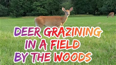 Deer Deergrazing Deer Grazing In A Field By The Woods Youtube