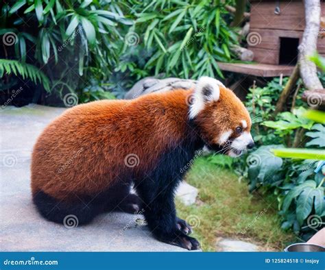 Cute Red Panda Live In Hong Kong Zoo Stock Photo Image Of Mountain