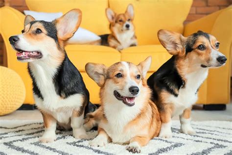 10 Best Corgi Rescues For Adoption 2023 Our Top 10 Picks