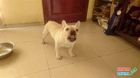 [Dijual] Anjing French Bulldog Jantan | HewanDijual.com