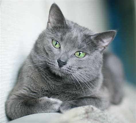 Pretty Russian Blue. We have had 4 of these cats. I tend ...