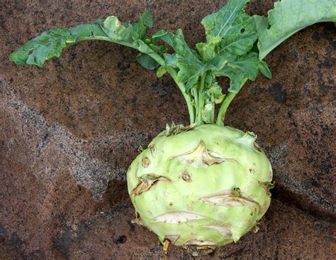 Type your text & get english to persian translation instantly. Kohlrabi - Wikipedia