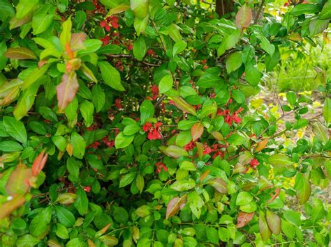 Texas scarlet flowering quince japanese chaenomeles orange or red flowers with raindrops on the petals. Photo of the leaves of Flowering Quince (Chaenomeles ...