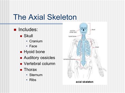 Axial Skeleton Power Point