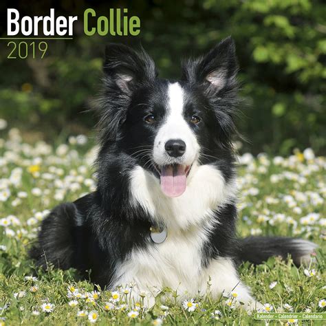 Le border collie est une race de chien de troupeaux, originaire de la frontière entre l'angleterre et l'écosse. Border Collie Calendar 2019 | Pet Prints Inc.