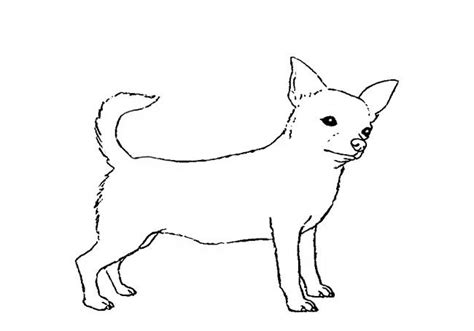 Learn How To Draw A Chihuahua With This Easy Step By Step Drawing