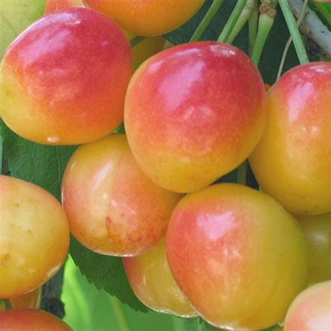 Since hurricane maria destroyed much of my farm as well as the fruit tree nursery, the fruit tree nursery will remain closed at least until the end of 2021. Rainier Cherry Tree (Dwarf) - Grow Organic in 2020 | Dwarf ...