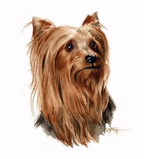 Yorkshire Terrier Dog Watercolor Painting Art Print Signed By Artist Dj