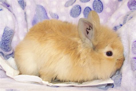 Her name is cocoa, she's a very friendly socialised bunny that needs a new home that is more suitable to her needs, she is very active and loves binkying when out, she's so lovely and such a. Lionhead rabbit Rabbits For Sale | New Holland, PA #275593