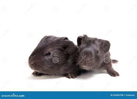 Two Black Guinea Pig Babies Stock Photo Image Of Macro Guinea 42040798