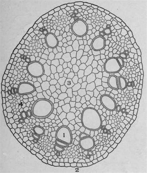 Chapter X Arrangement Of Vascular Bundles