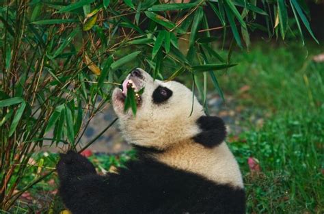 Panda Velká 1001 Zahraniční Zajímavost