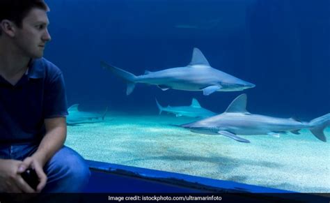 Shark At Aquarium Charges At Man Cracks Glass Watch His Reaction
