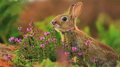 Wallpaper Rabbit Cute Animals Flowers 4k Animals 15979