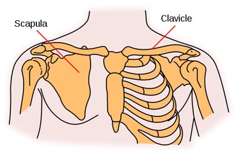 What Is The Clavicle Collar Bone First Aid For Free
