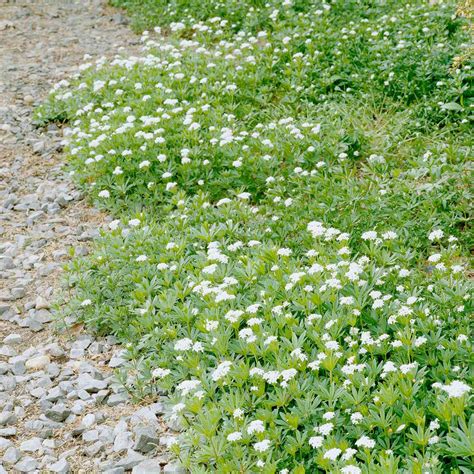 Tough Groundcovers That Thrive In Drought Shade And Other Difficult