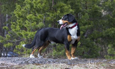 Entlebucher Mountain Dog Breed Characteristics Care And Photos Bechewy