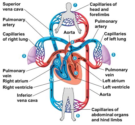 Cells Of The Circulatory System