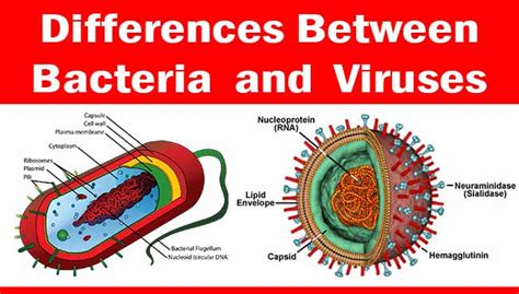 What Do Bacteria And Viruses Have In Common What Do