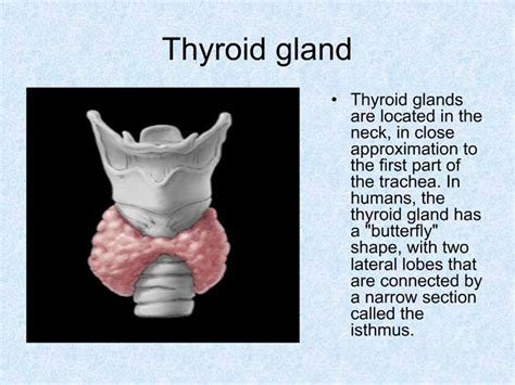 Ppt Thyroid Gland Powerpoint Presentation Free Download Id599091