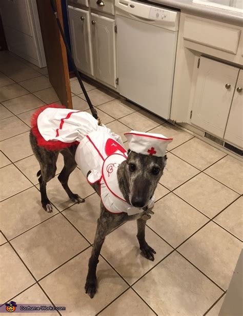Nurse Dog Costume Last Minute Costume Ideas