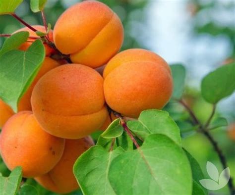 Deciduous Fruit Trees Tree Selections Speciality Trees