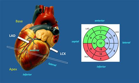 Blood Supply Of Heart Ppt Trace The Pathway Of Blood Through The
