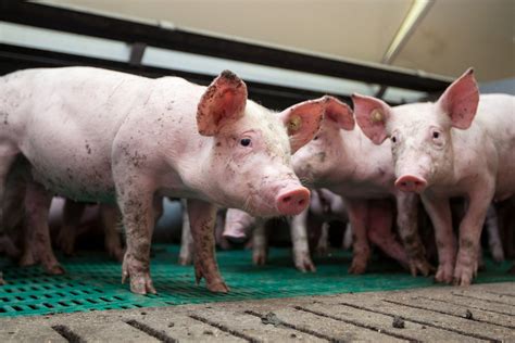 Autogenous Vaccination To Control Ee In Weaner Pigs Pig Progress