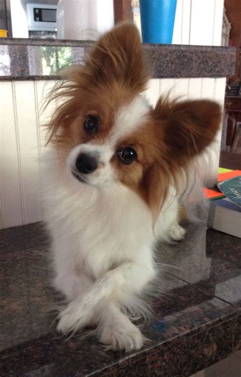 Are Papillon Dogs Good With Cats