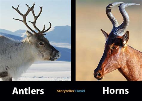Antlers Vs Horns 6 Differences Made Of Purpose Gender