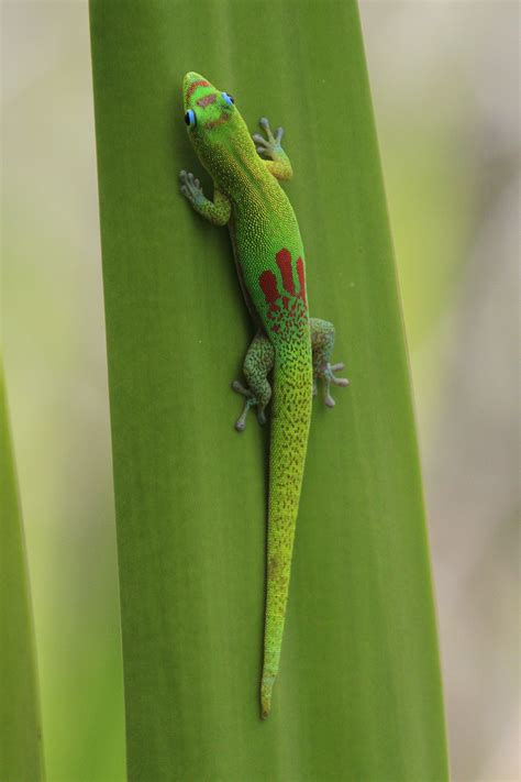 We offer full service pet relocating services on oahu, maui, and the big island including both kona and hilo. Madagascar Gold Dust Day Gecko in Oahu ©KimReese ...