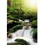 Attractive Trees And Running Water Sunlight Outdoors Backdrops Druable 