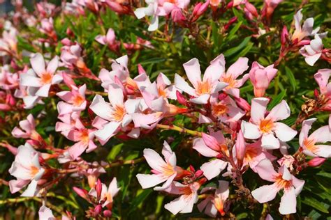Oleander How To Care For This Beautiful But Toxic Plant Garden Design