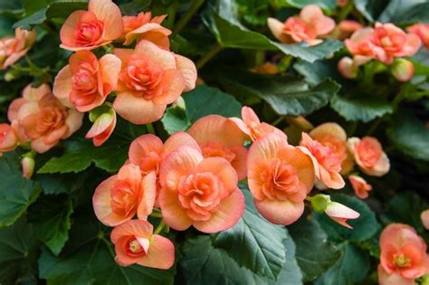 How Long Do Begonias Bloom And How To Maximize The Blooming Period