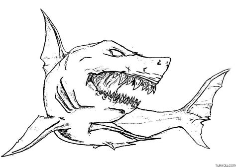 Hammerhead Shark Coloring Page Turkau