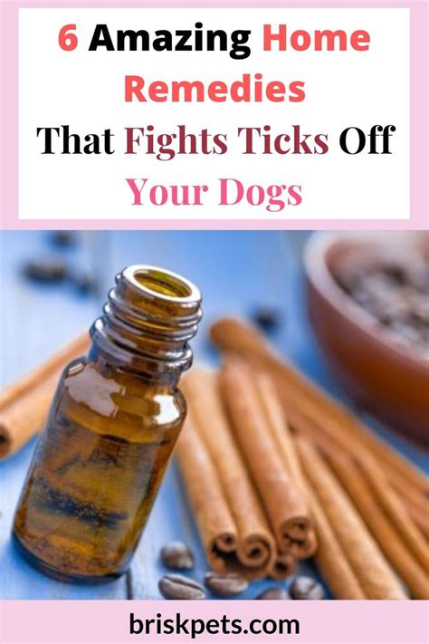 6 Amazing Home Remedies That Fights Ticks Off Your Dogs Ticks On Dogs