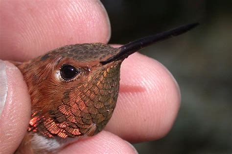 Indiana Rufous Hummingbird By Allen Chartier Photo And Tex Flickr