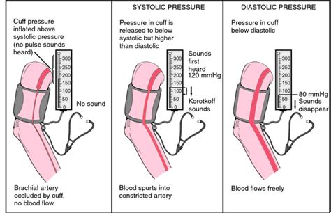 Blood Pressure Homeostasis Definition Of Blood Pressure