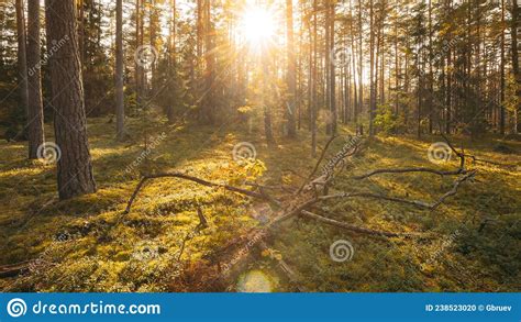 Europe Forest Beautiful Sunset Sun Sunshine In Sunny Autumn